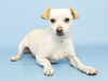 adoptable Dog in Phoenix, AZ named PAPA ROACH