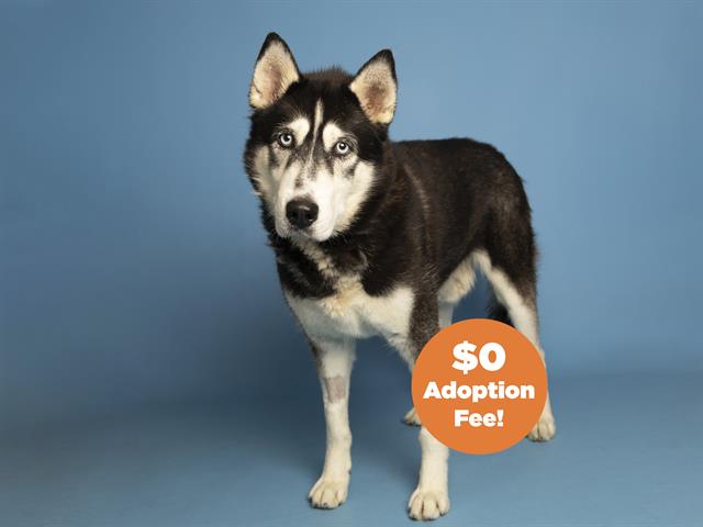 adoptable Dog in Phoenix, AZ named RIVER