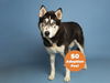 adoptable Dog in  named RIVER