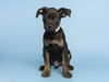 adoptable Dog in , AZ named FLOP