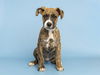 adoptable Dog in , AZ named FLIP