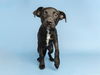 adoptable Dog in  named MABEL