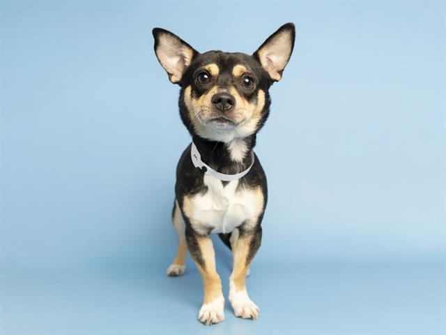 adoptable Dog in Phoenix, AZ named GILL