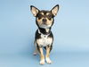 adoptable Dog in , AZ named GILL