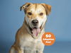 adoptable Dog in , AZ named LOKI