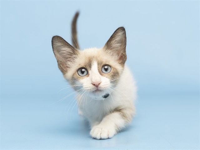 adoptable Cat in Phoenix, AZ named BLUE