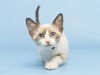 adoptable Cat in , AZ named BLUE