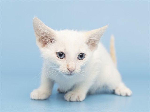 adoptable Cat in Phoenix, AZ named CHARLIE