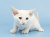 adoptable Cat in , AZ named CHARLIE