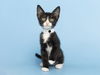 adoptable Cat in , AZ named TUX