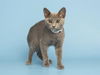 adoptable Cat in , AZ named SPOON