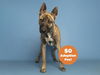 adoptable Dog in  named COCO