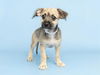 adoptable Dog in  named FRANKLIN