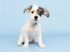 adoptable Dog in  named TOOTHLESS