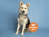 adoptable Dog in  named PRANCER