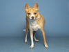 adoptable Dog in , AZ named CHEERIO