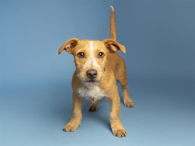 adoptable Dog in Phoenix, AZ named TATER TOT