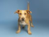 adoptable Dog in  named TATER TOT
