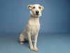 adoptable Dog in  named NUGGET