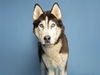 adoptable Dog in  named COWBOY