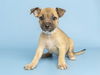 adoptable Dog in  named MINDY