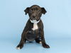 adoptable Dog in  named MANDY