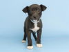 adoptable Dog in  named MADDY