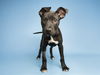 adoptable Dog in  named JAEGAR