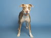 adoptable Dog in  named SUNSHINE
