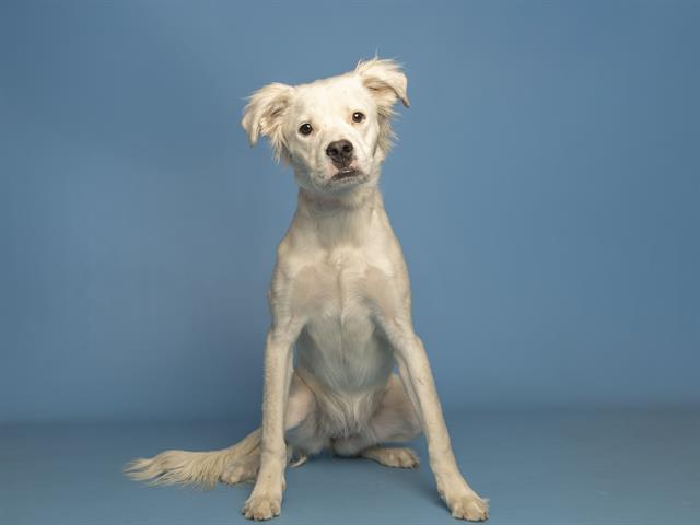 adoptable Dog in Phoenix, AZ named PENNY