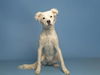 adoptable Dog in  named PENNY