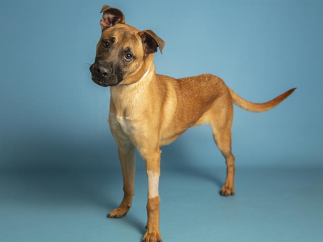 ATTICUS Image