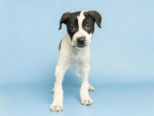 RICHARD - Border Collie available for adoption