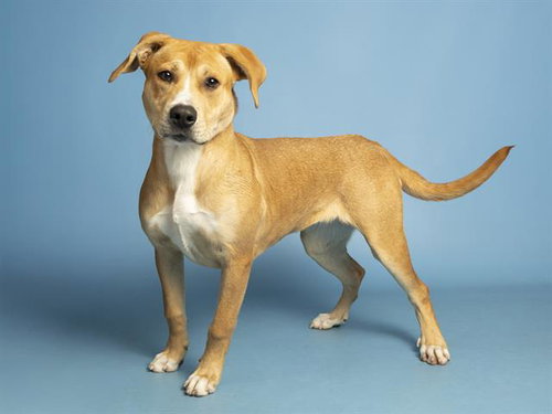 BERTA, an adoptable American Pit Bull Terrier in Phoenix, AZ