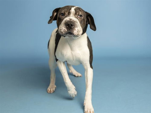 LILY ROSE, an adoptable Chinese Shar-Pei in Phoenix, AZ