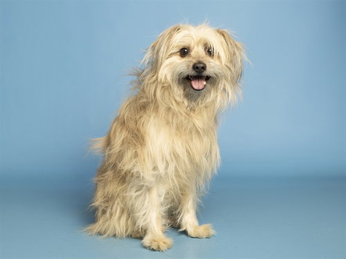 COOPER, an adoptable Cairn Terrier in Phoenix, AZ
