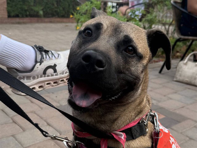BELLA