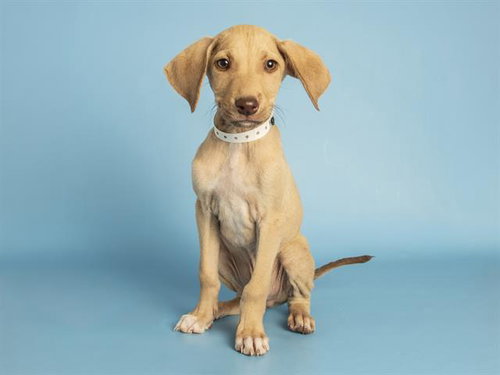 GRUNKLE STAN, an adoptable Doberman Pinscher in Phoenix, AZ