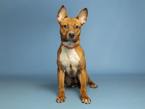 MISTER SWEETFACE, an adoptable American Pit Bull Terrier in Phoenix, AZ