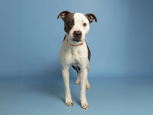 WILEY, an adoptable American Pit Bull Terrier in Phoenix, AZ