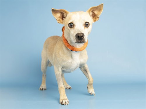 NYLA, an adoptable Chihuahua in Phoenix, AZ