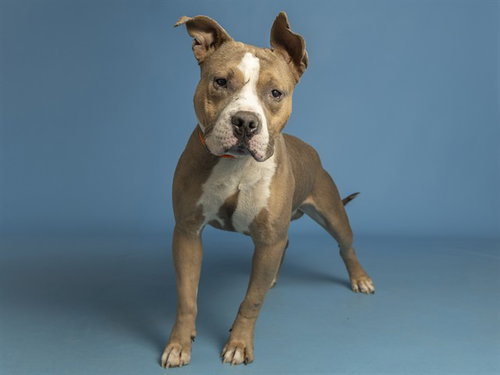 KNOX, an adoptable American Pit Bull Terrier in Phoenix, AZ