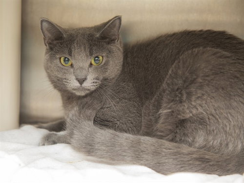 KIKI, an adoptable Domestic Short Hair in Phoenix, AZ