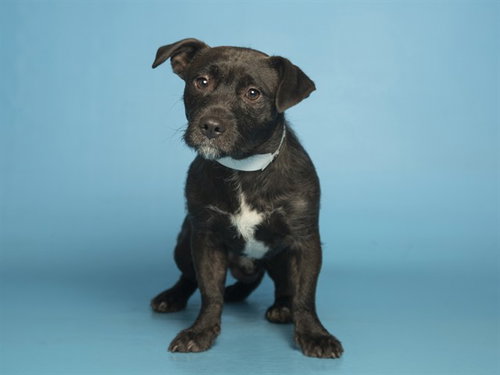 MEMO, an adoptable Staffordshire Bull Terrier in Phoenix, AZ