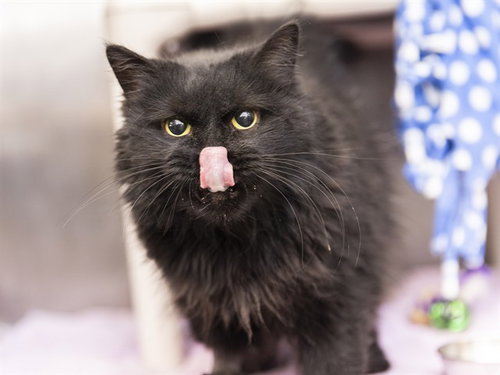 picture of the cat needing adoption