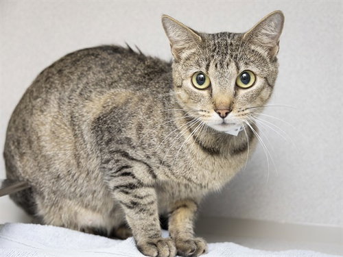 picture of the cat needing adoption