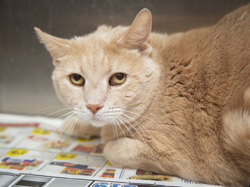 ODIE, Senior Domestic Short Hair (medium coat), cat for adoption in Apache Junction, Arizona