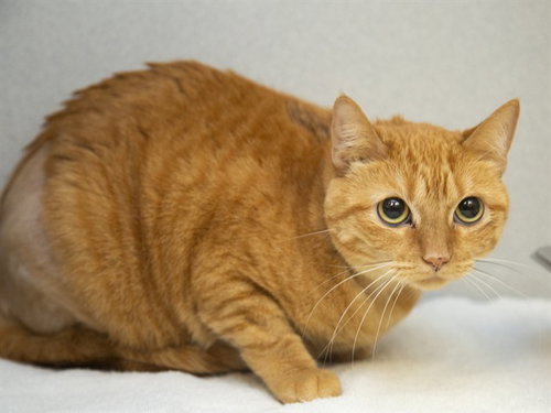 TATI, Adult Domestic Short Hair (medium coat), cat for adoption in Apache Junction, Arizona
