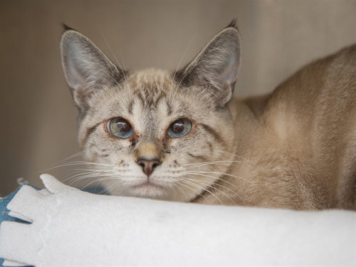 AZALEA, Young Domestic Short Hair (short coat), cat for adoption in Apache Junction, Arizona