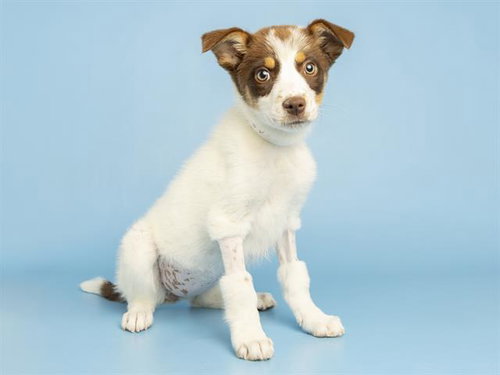 BLISS, an adoptable Australian Cattle Dog in Phoenix, AZ